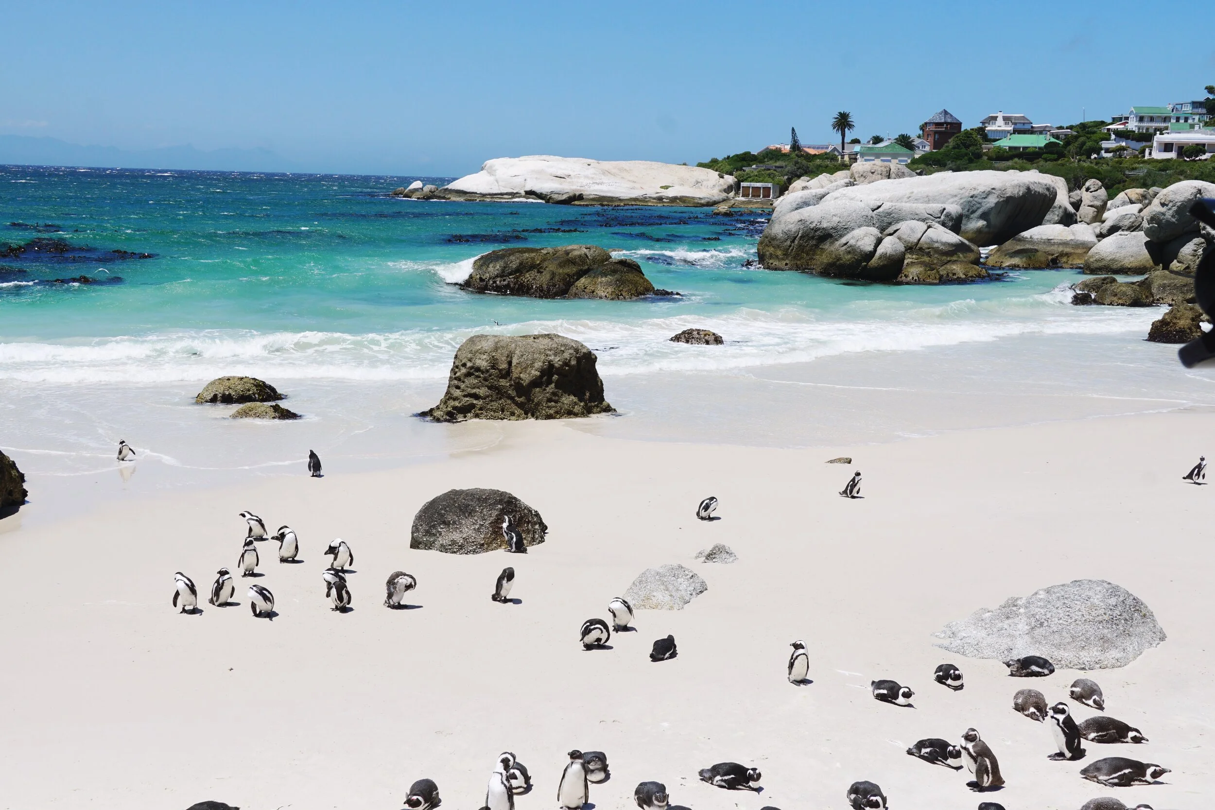 Boulders Beach/Simon’s Town