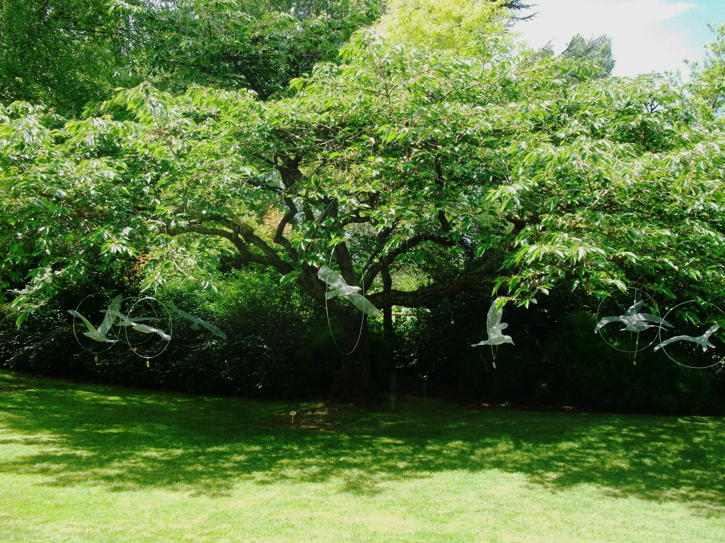 Aves de Mari - from $600