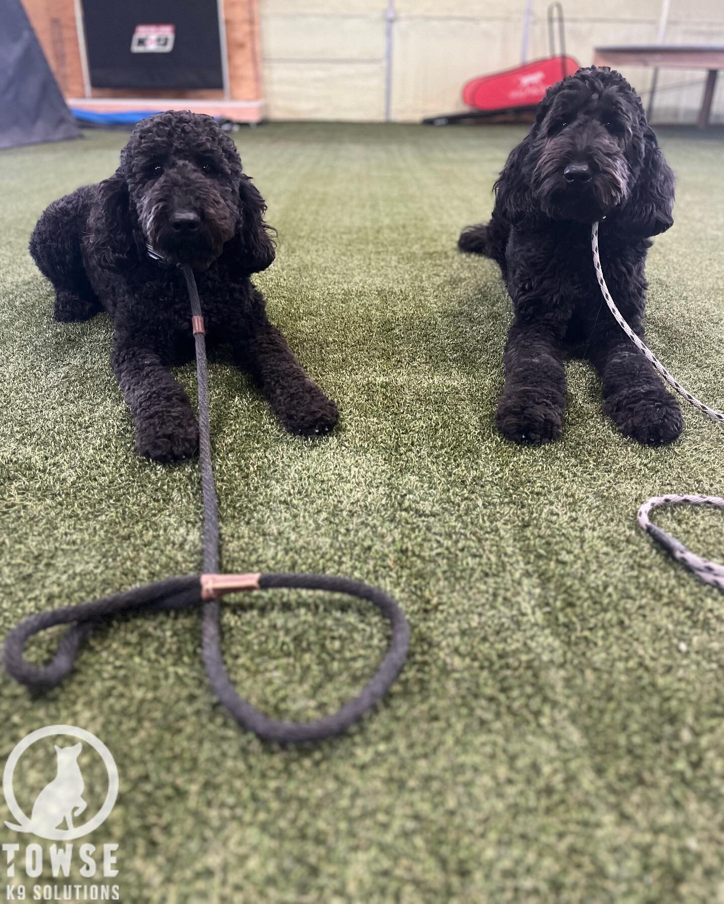 Bailey &amp; Bodhi are celebrating their 2nd birthday while they are with us for board &amp; train! 🎉🎂👏

Fun fact: about 80-90% of the dogs we get in for training are 1-3 years old. Adolescence (or teenage stage as we call) is when a dog usually w