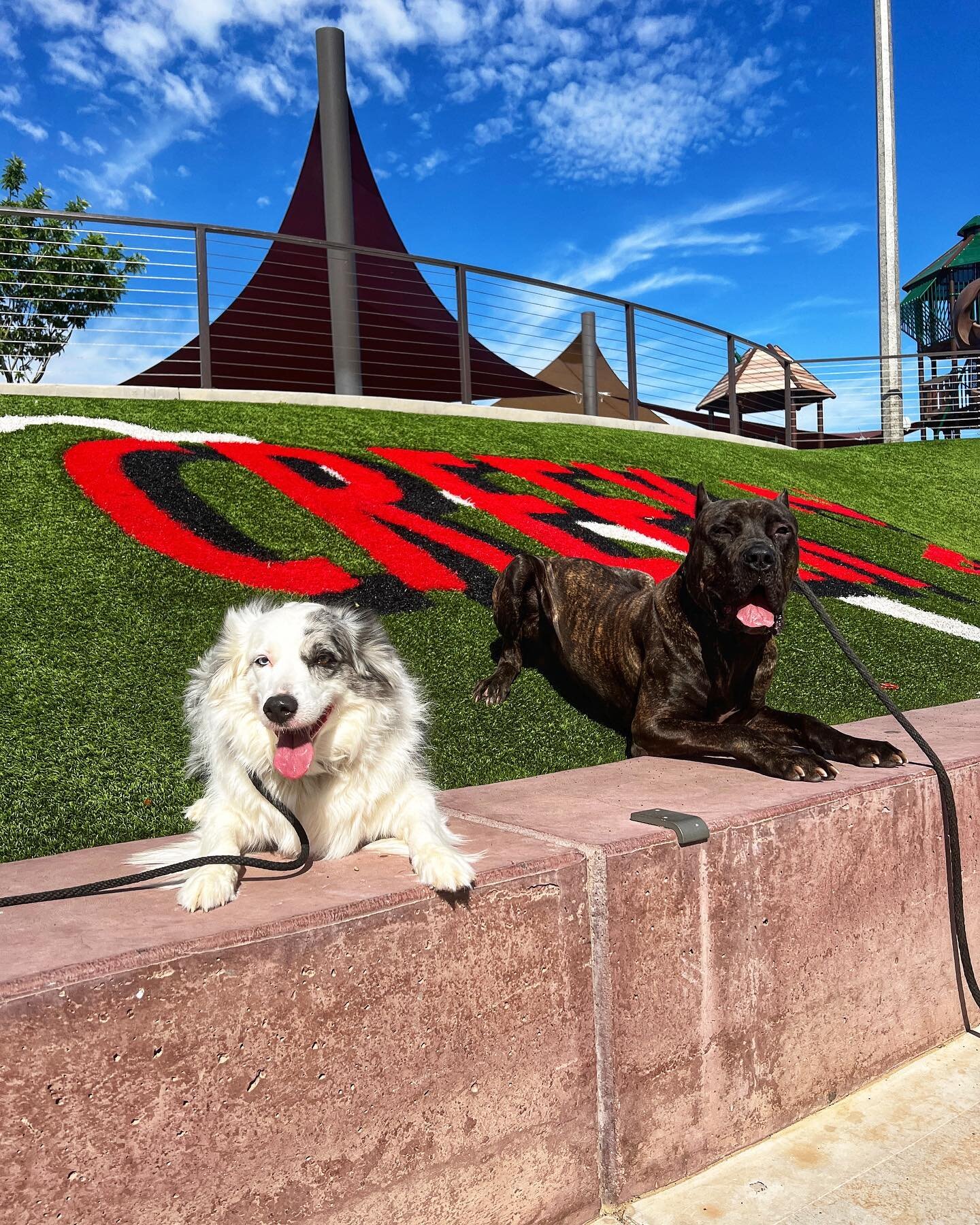 Happy Thursday from Aspen &amp; Diesel! They have been training with us the last few months while their owners house gets rebuilt. They have made amazing progress and are quite the fun duo! 👊
&bull;
&bull;
&bull;
#dogs#dogtrainer#dogtraining#duo#cut