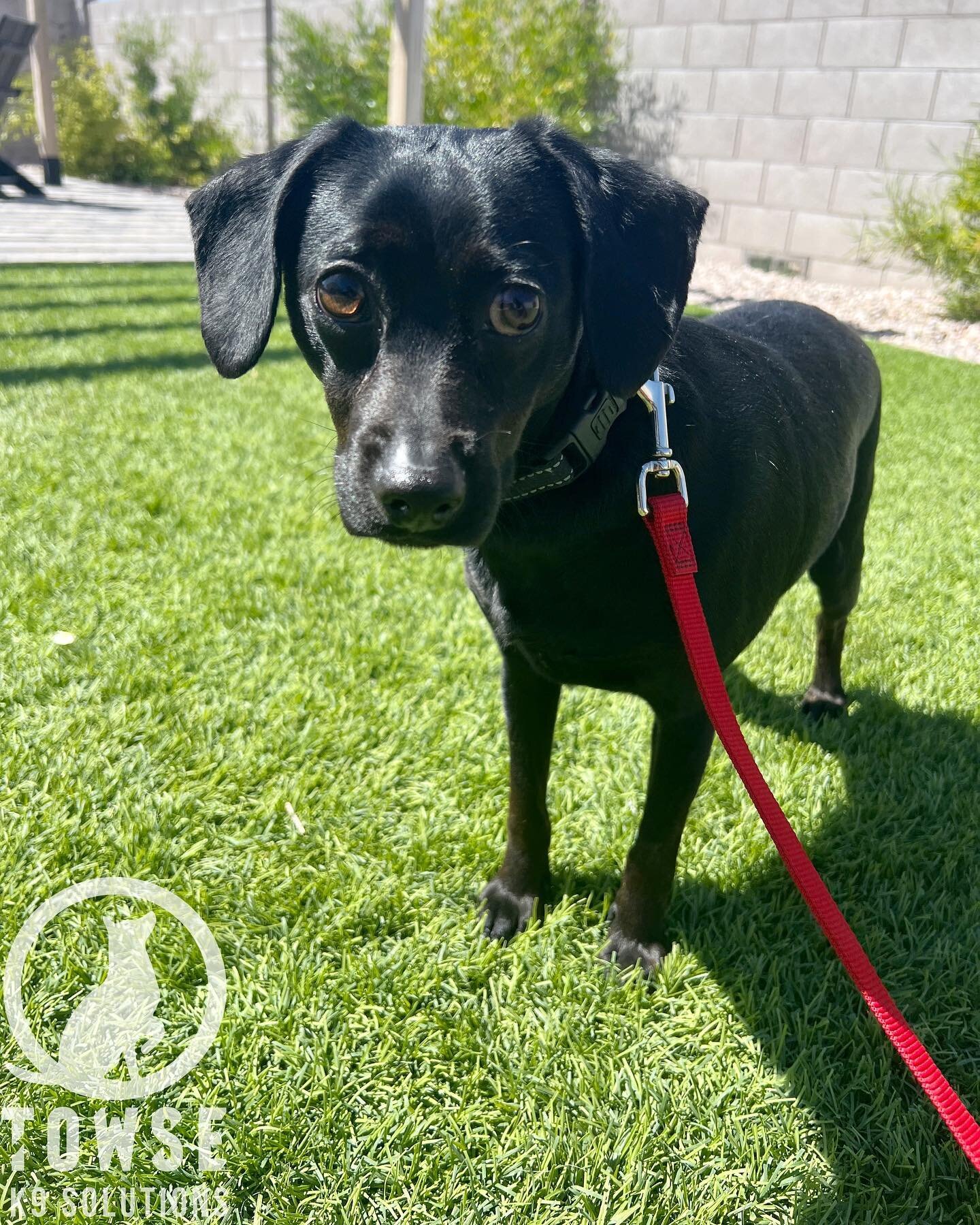 Zeus is the newest arrival to our board &amp; train program! He is a 1 year old rescue and he is here to tie up some loose ends with his potty training, as well as build confidence and learn obedience/manners in the house. Welcome, Zeus!