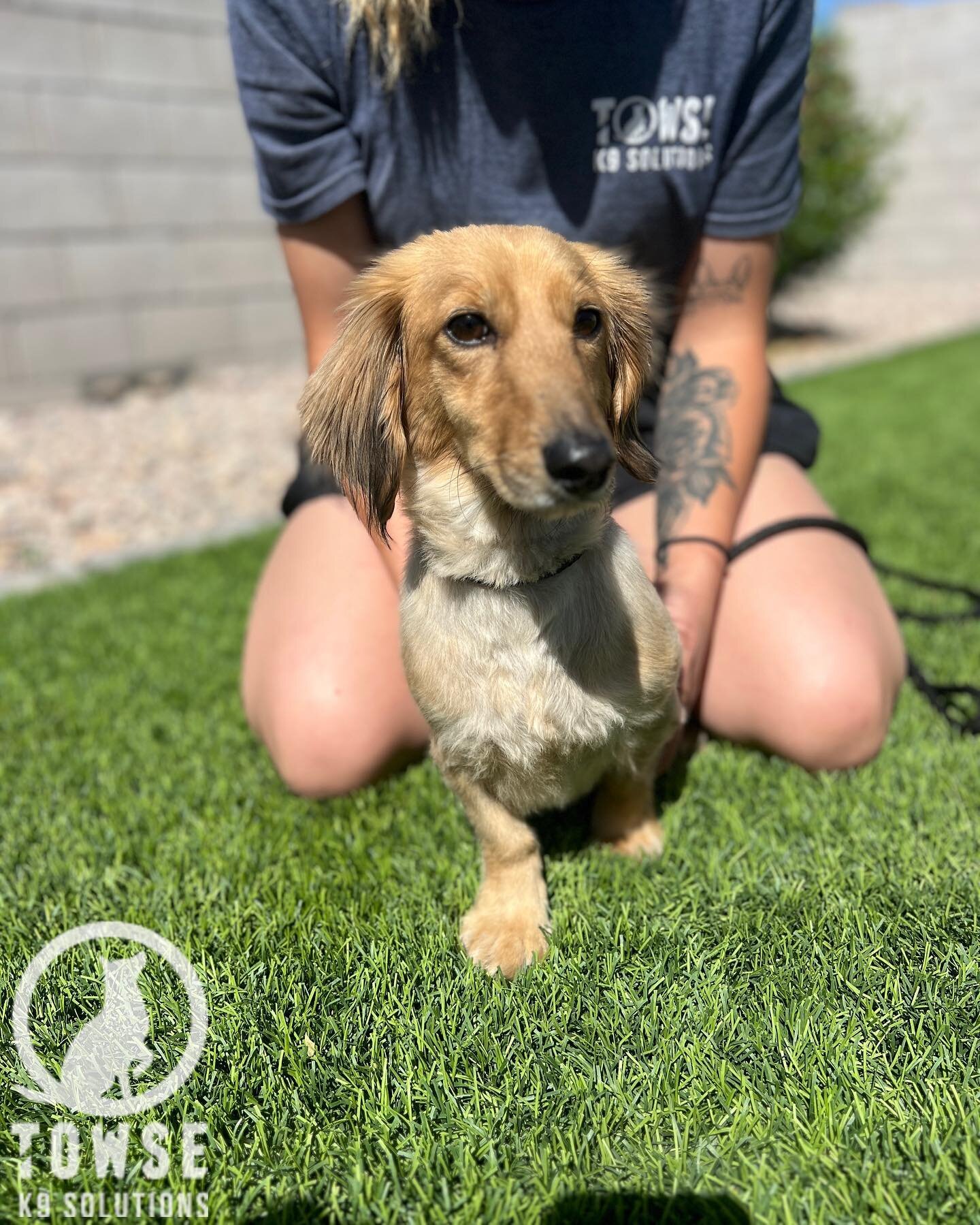Poseidon has arrived today for board &amp; train! He is a 3 year old Dachshund and is Zeus&rsquo; housemate. Both him and his brother are here to build confidence, learn impulse control when it comes to barking and overall manners in the home. Welcom