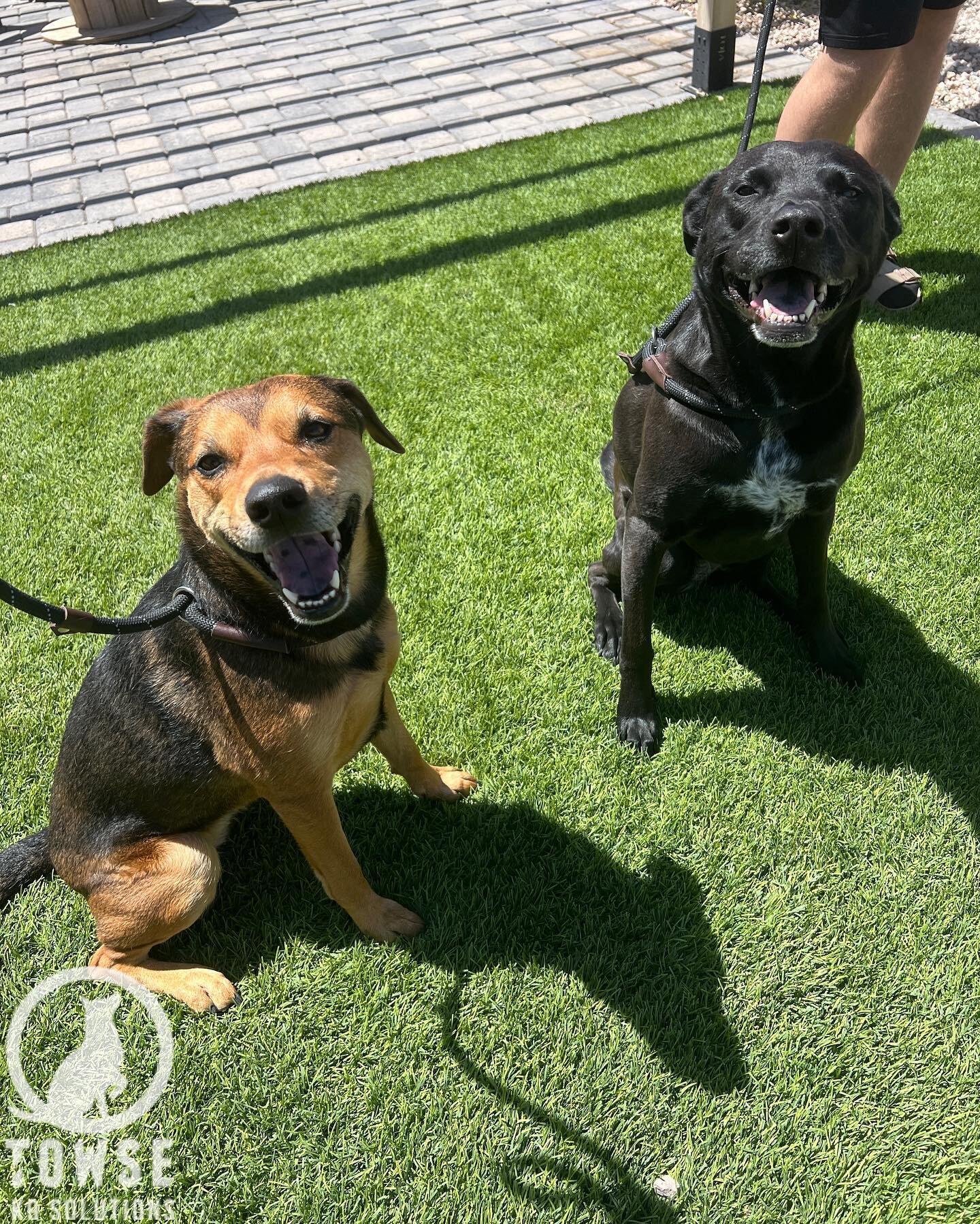 Cali (left) &amp; Kona (right) are our newest arrivals this week! Cali is here for 3 weeks of training while her sister Kona is here for some touch up and boarding. Kona did lessons with us a few years ago and now her sister needs a little more inten