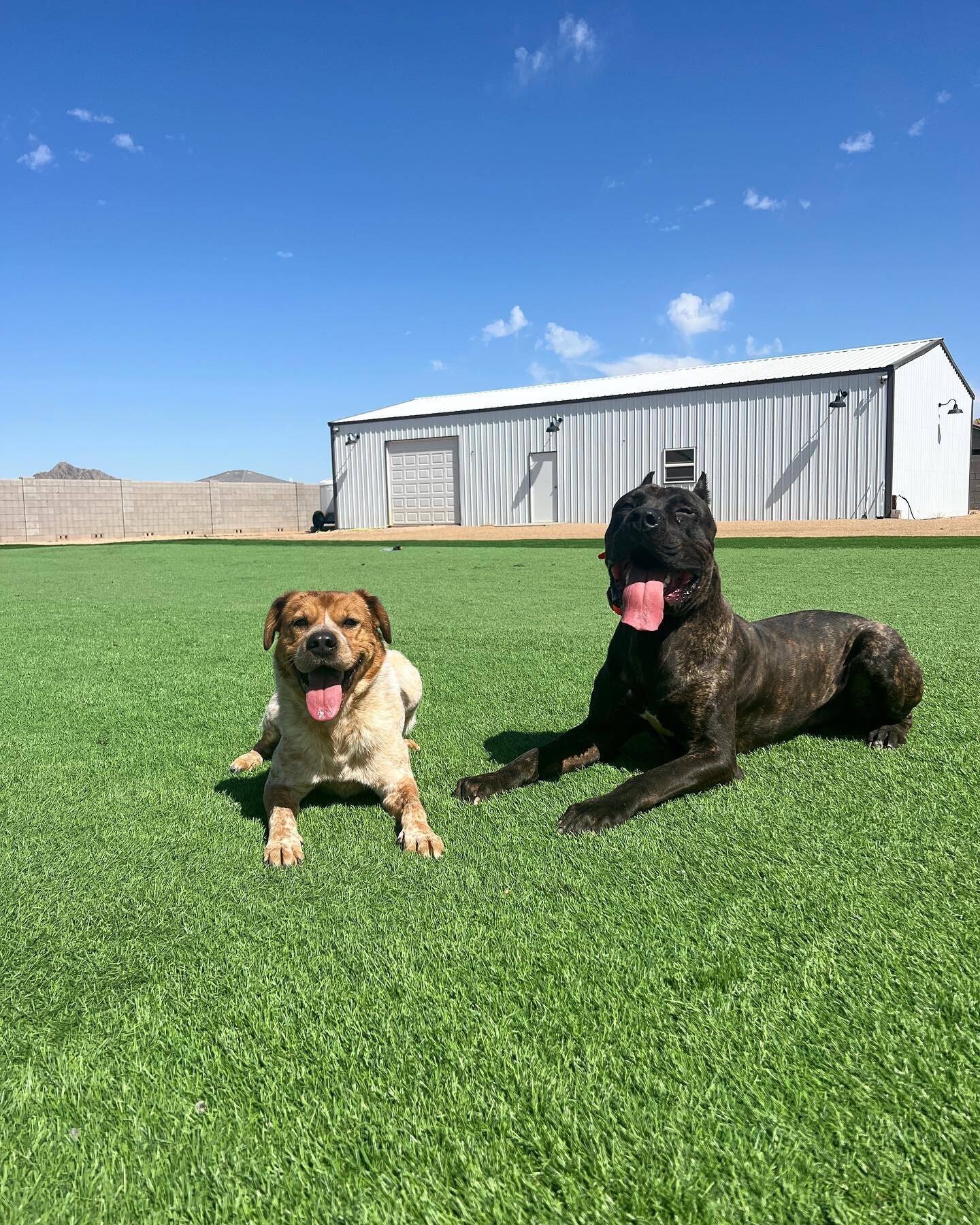 The new training field is up and the dogs are loving it! 😎
&bull;
&bull;
&bull;
#dogs#dogtrainer#dogtraining#dogsofinstagram#canecorso#rescuedog#pettraining#puppytraining#arizona#arizonadogtraining#instadog#doglife#dogobedience#boardandtrain#progres