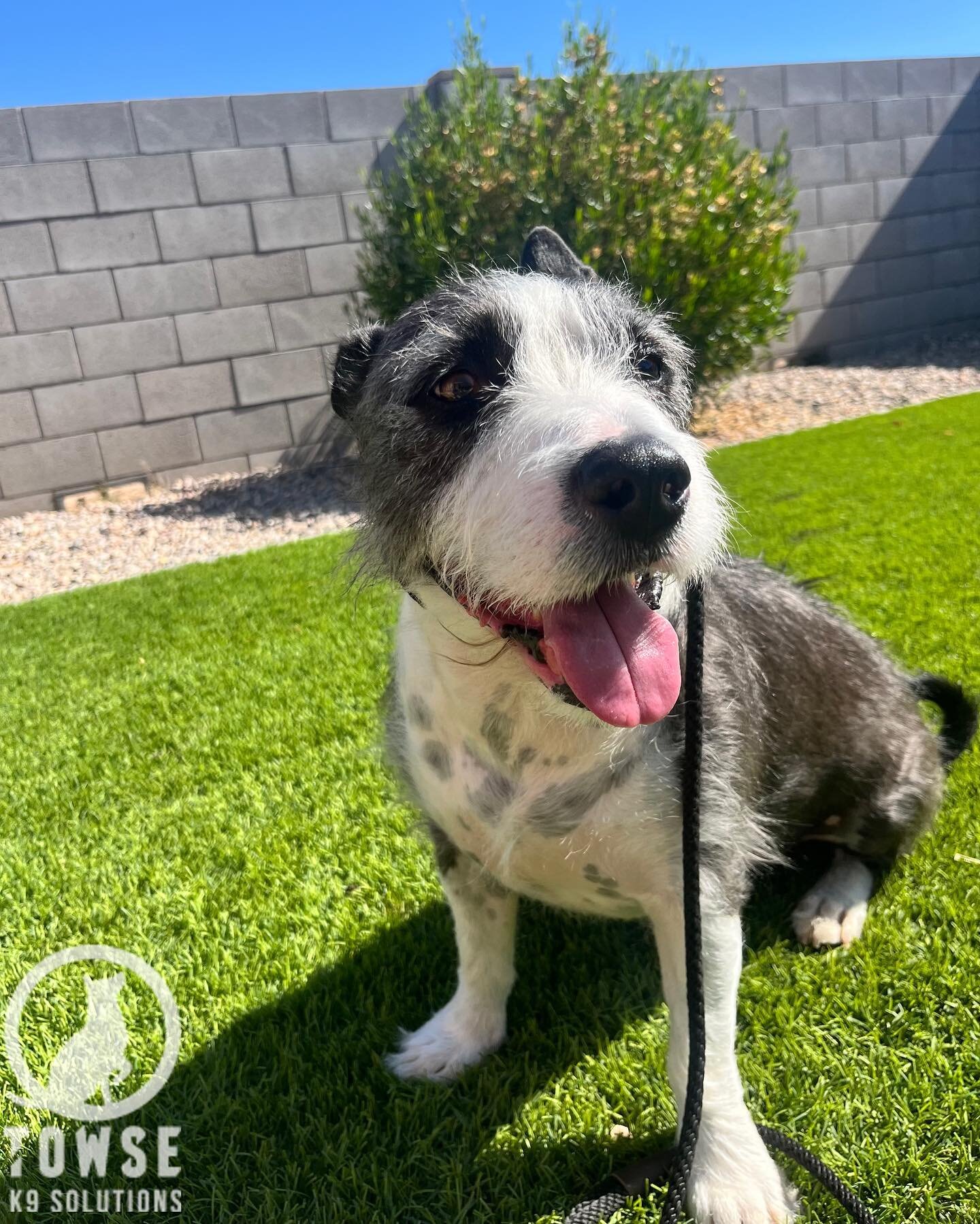 Gunner is the newest addition to our board &amp; train program! He is a 6 year old terrier mix who is here to fine tune his listening skills, kennel training, learn impulse control, and have overall reliable obedience. 🐶