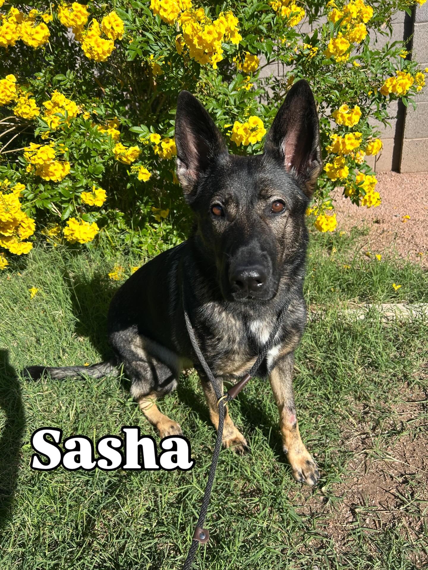 Meet the weekend crew!

#dog #dogtraining #dogtrainingarizona #dogtrainingmesaaz #puppylove #mesaaz #dogtrainer #azdogtraining