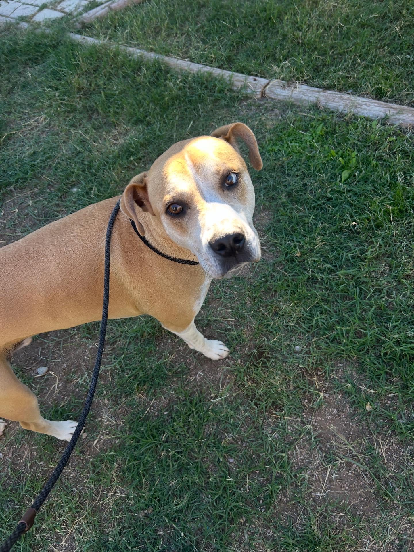 Say hi to Maverick! 💛

It&rsquo;s his first day here for his 3 week board and train. He&rsquo;s a little shy right now but already showing his sweet personality (as you can see in photo 3 😁).

We&rsquo;ll be working on food guarding and obedience t