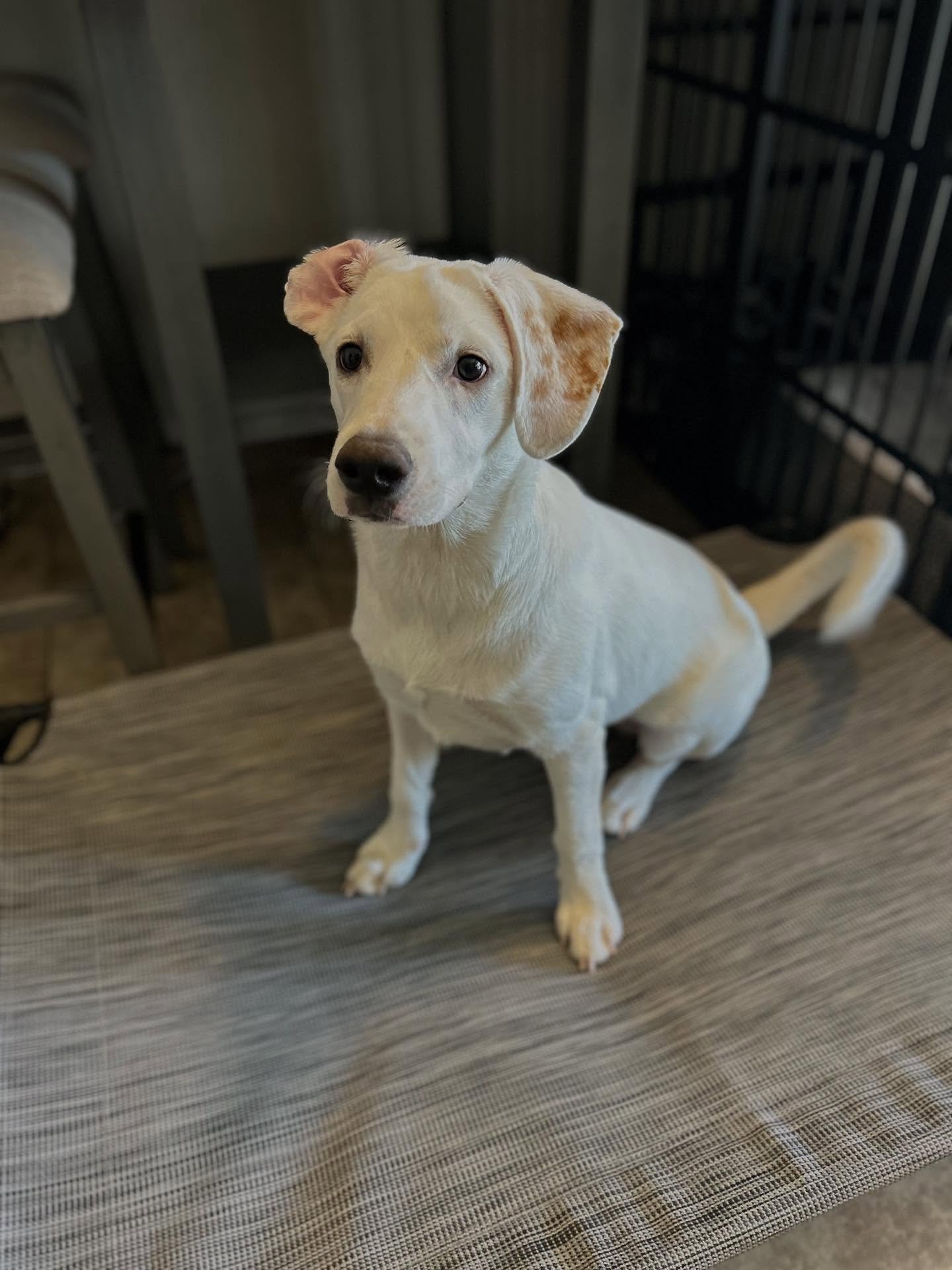 What happens when you try to get a good photo of a playful puppy 😅🤭 

#puppy #dog #az #dogtrainer #dogtraining #dogsmile #puppylove #mesa #mesaaz #boardandtrain