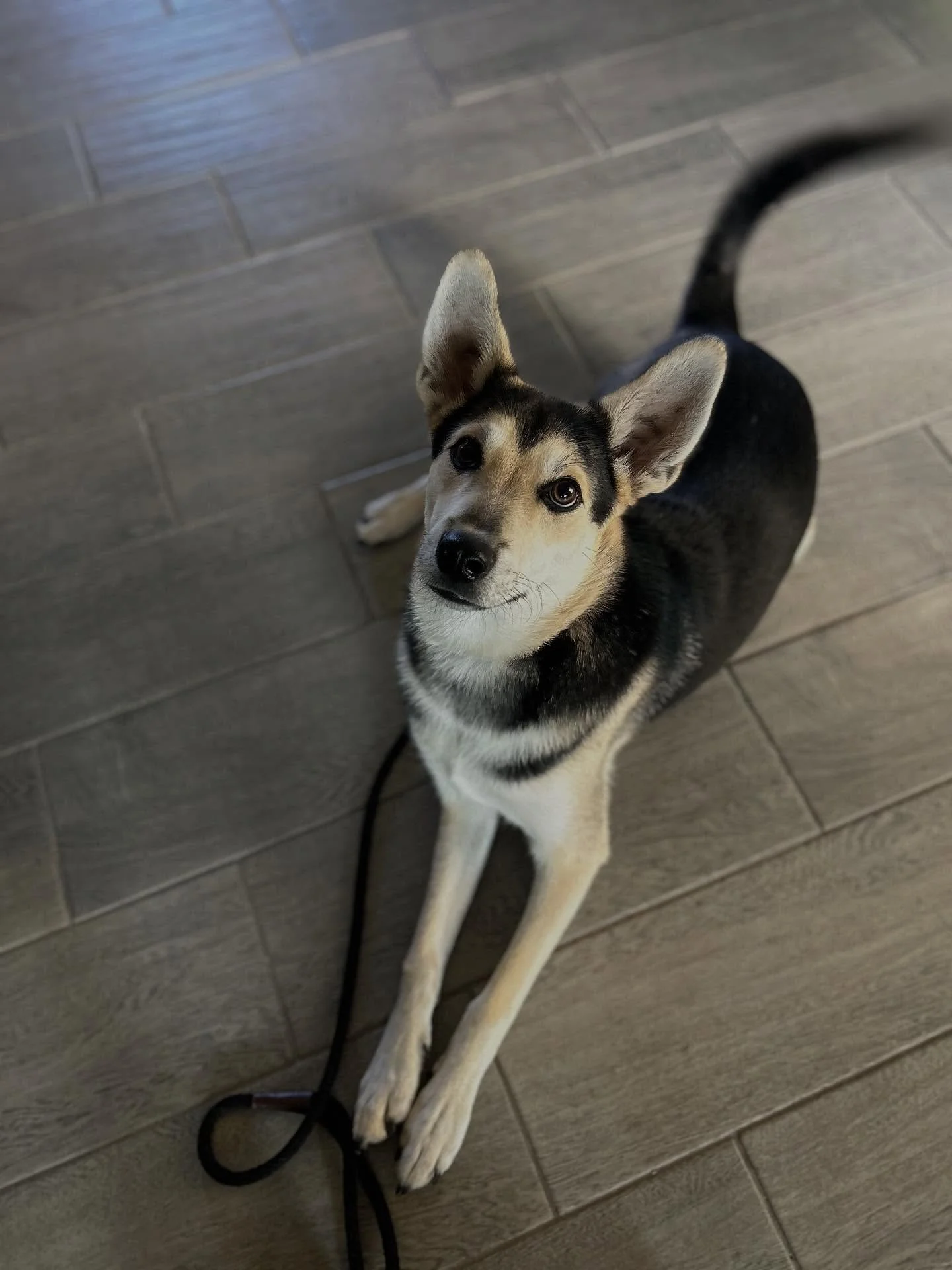 Meet the newest member of the Towse K9 crew - 

Enzo!! 🎉🥳

#dog #dogtrainer #dogtraining #mesa #mesaaz #boardandtrain #puppy #puppylove