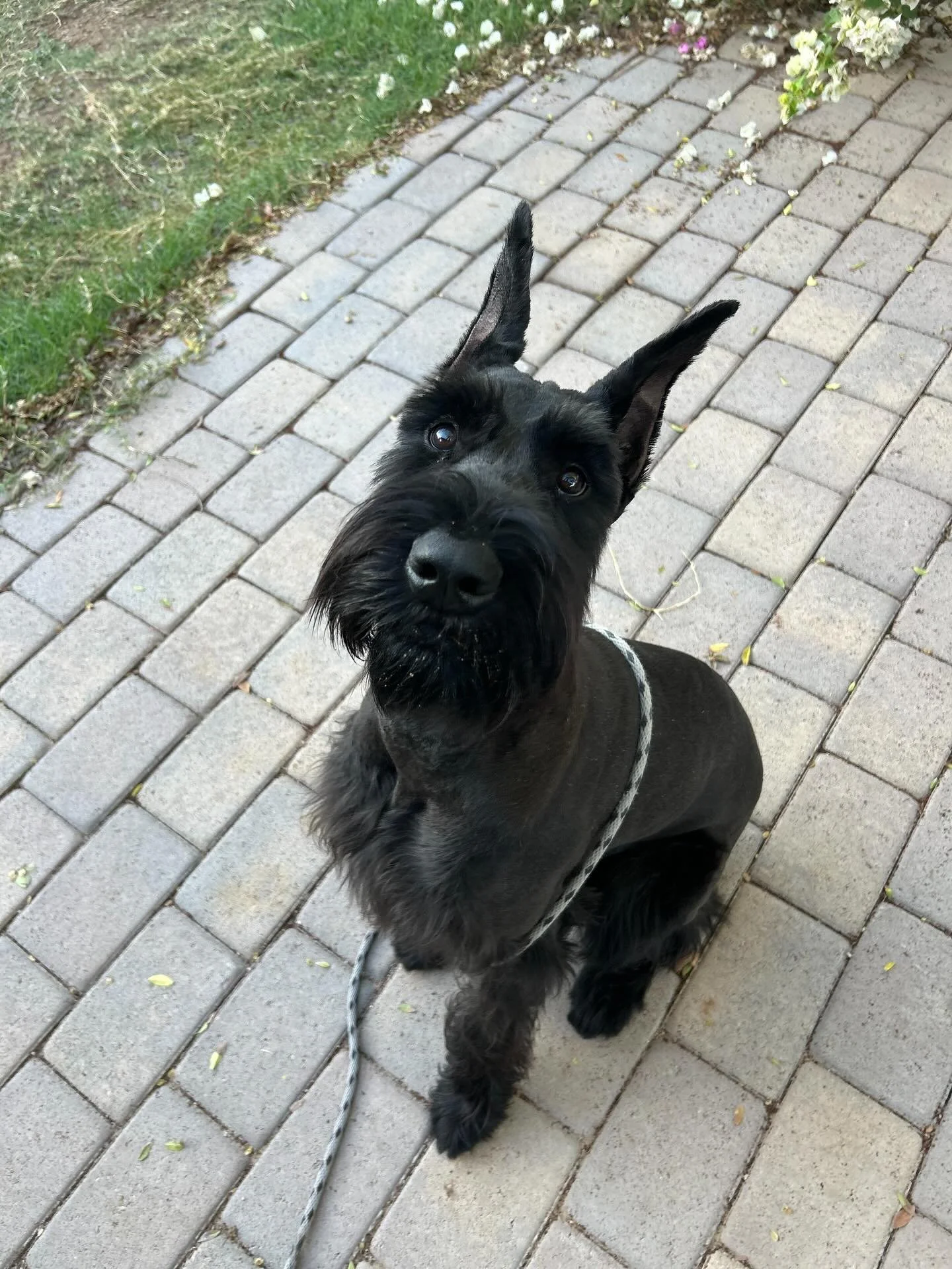 Meet the newest member of the Towse K9 crew. 

Mazey!!!! Everyone say hi Mazey! 👋

#dog #dogtrainer #dogtraining #mesa #mesaaz #boardandtrain #puppy #puppylove