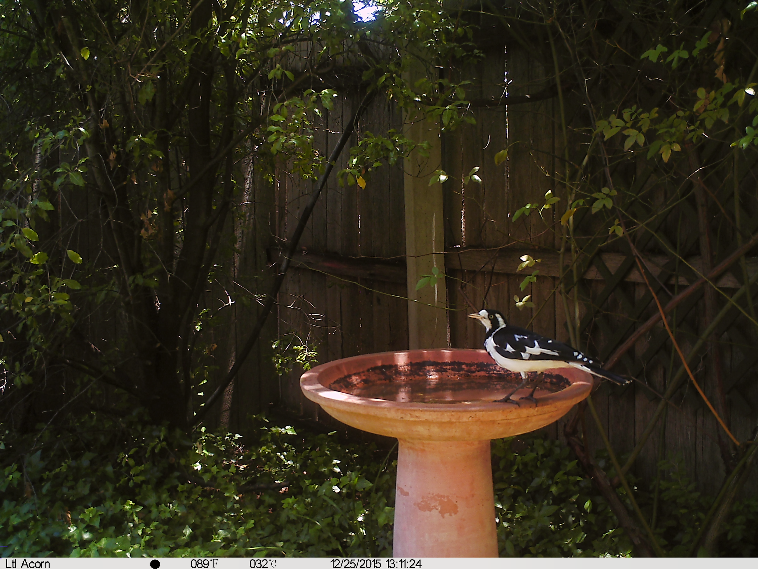 Australian Magpie-Lark (Peewee)