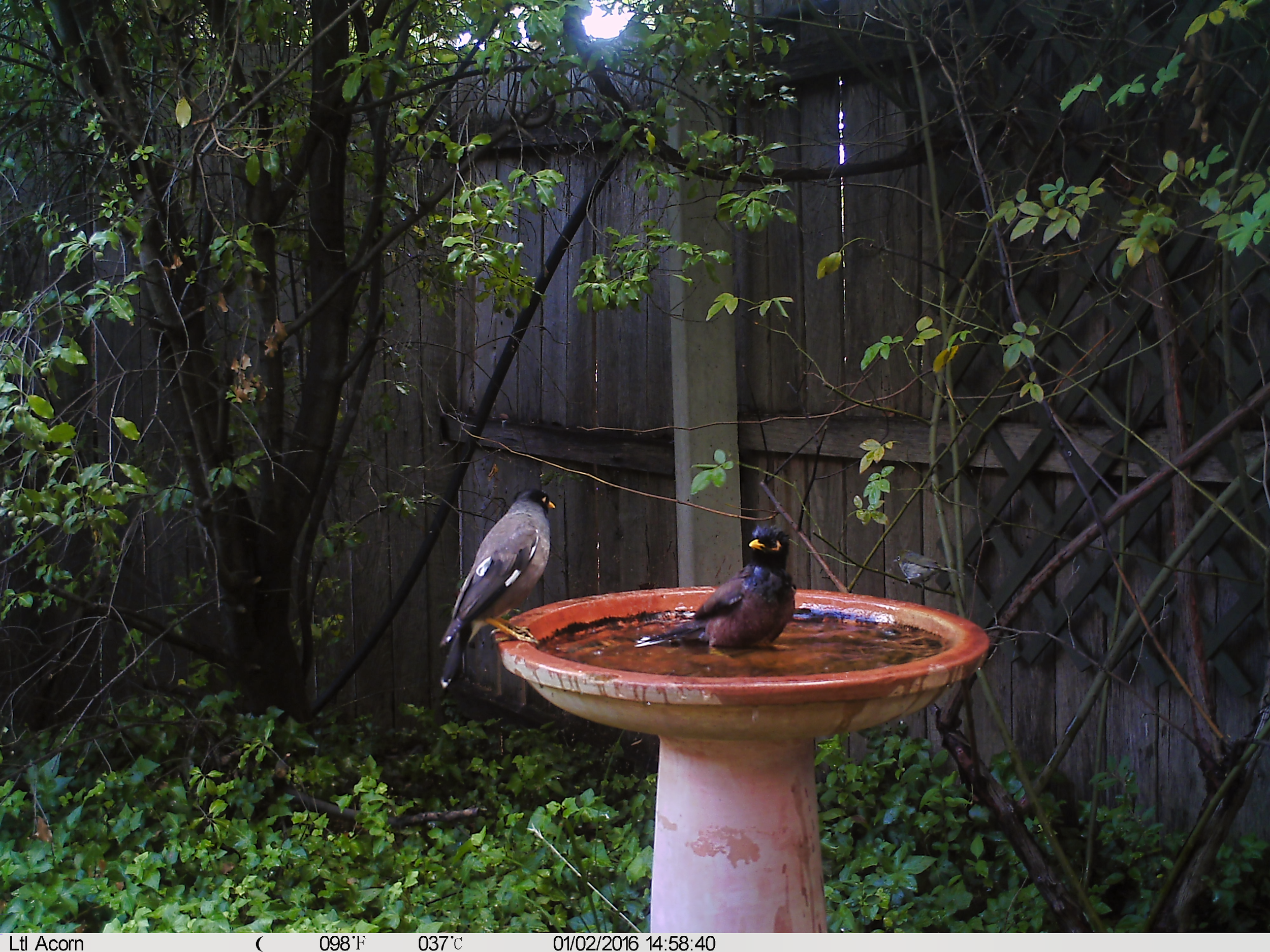 Common (Indian) Myna