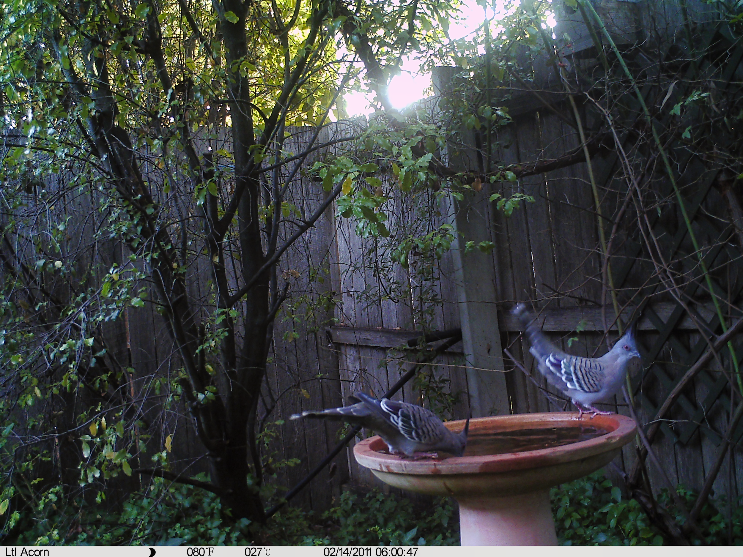 Crested Pigeon