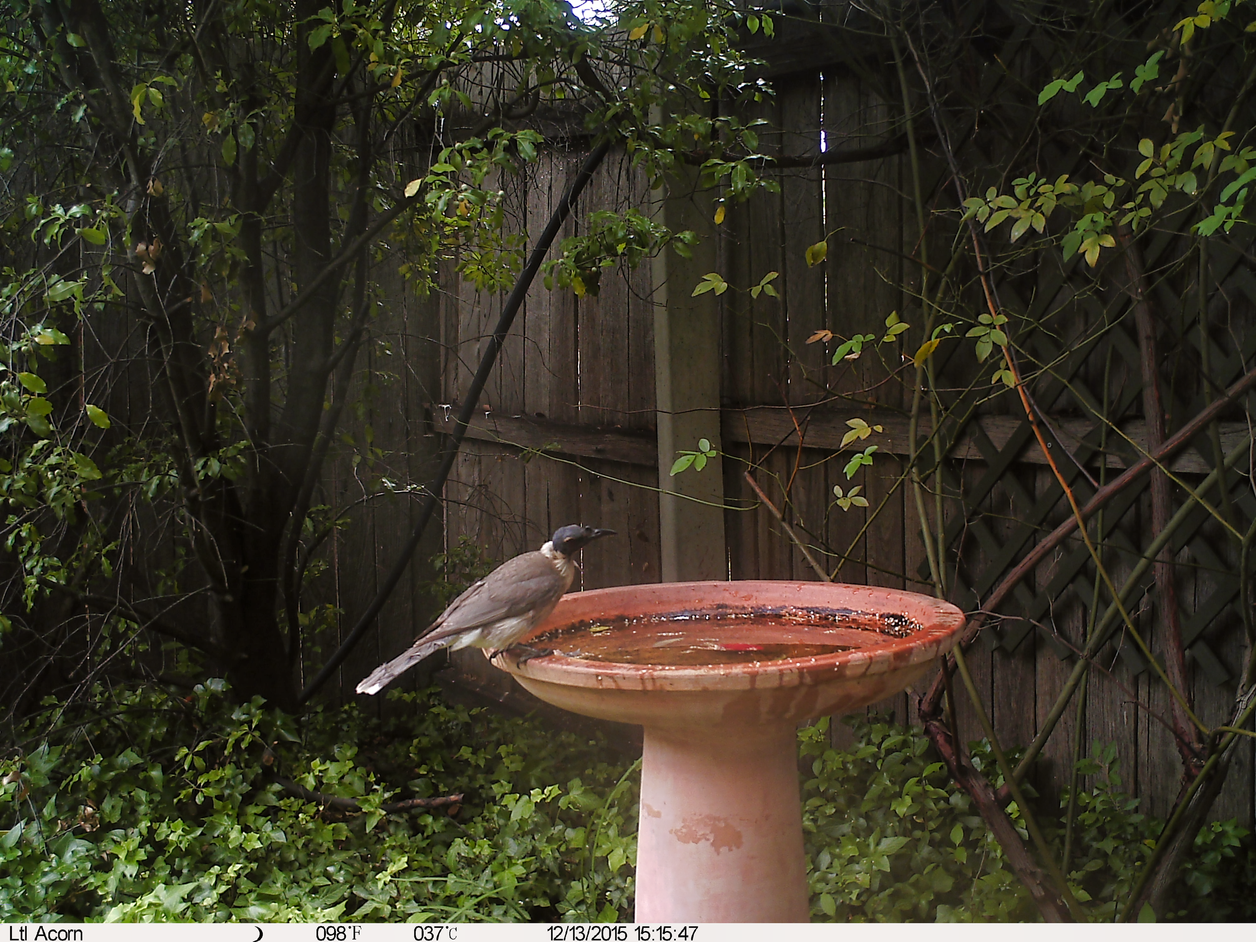 Noisy Friarbird