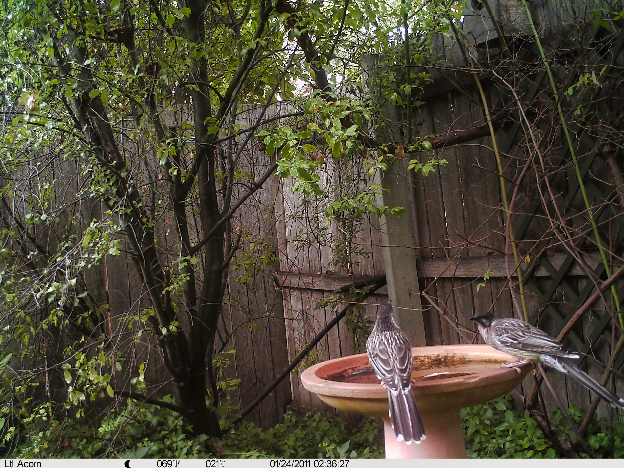 Red Wattlebird