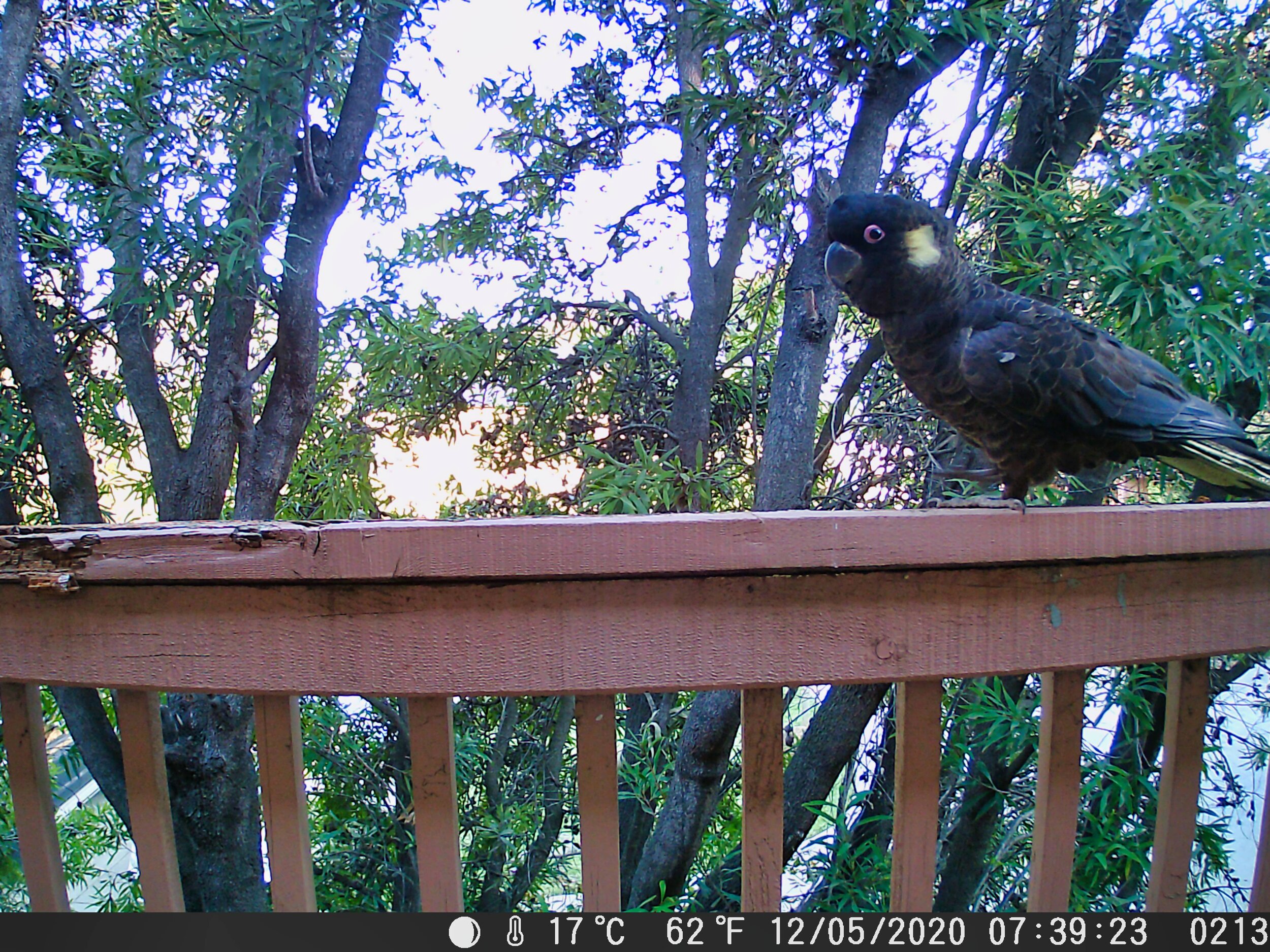 Yellow-tailed Black Cockatoo