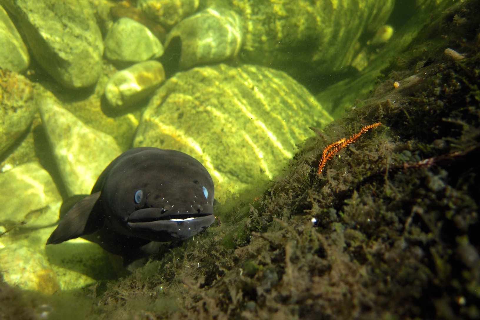 Friendly eel, Abel Tasman National Park
