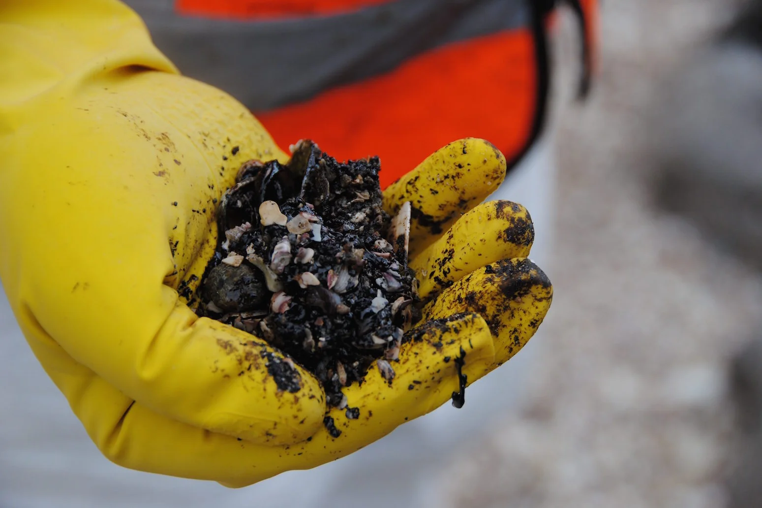 Oiled shell on the Mount Maunganui shoreline following the wreck of the Rena, 2011.