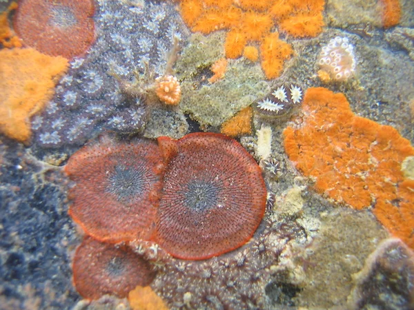 Fouling Bryozoa