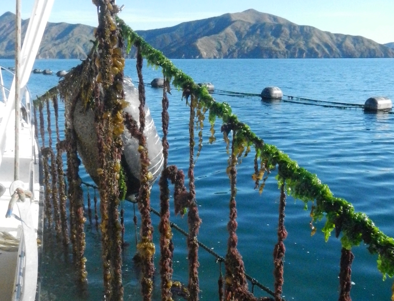Ascidian fouling spat lines
