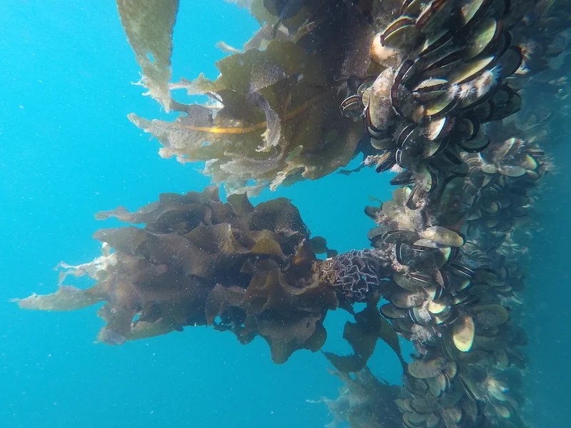 Undaria and mussels