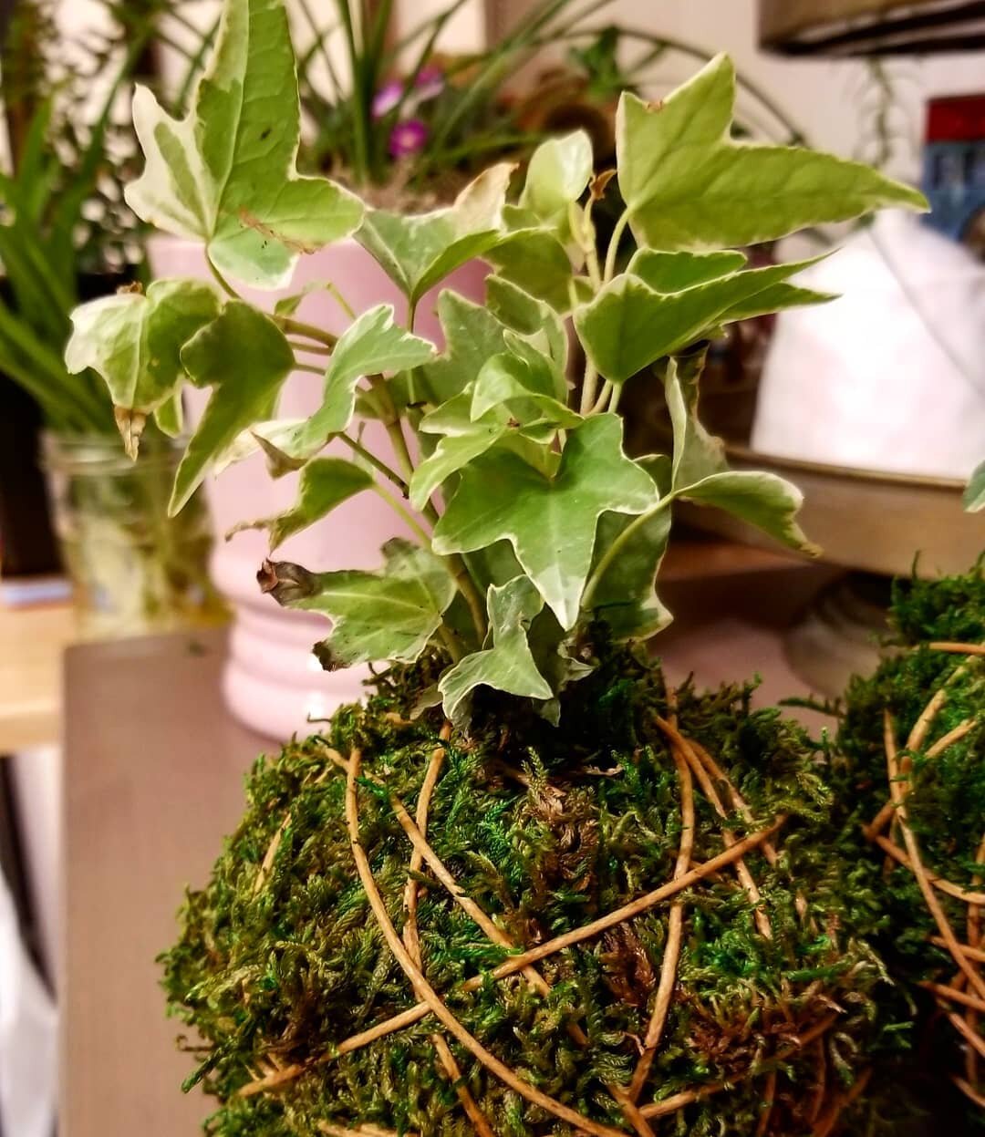 Joy trigger alert! Met up with the ladies of the Craft Co-op today and tried a new thing, #kokedama. 
Crafternoons. Lady friends. Plants. Today was a good day.

#plantmom #houseplants #crafternoon #seekjoy