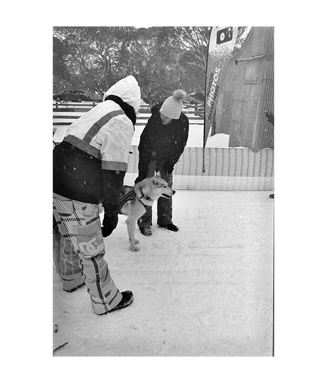 Sled dogs at Mt Hotham earlier this year.

Leica M6-35mm Summircon
Kentmere 400

#blackandwhite #portrait #captureone #filmneverdie #shootfilm #35mm #travelphotography #negativefeedback #snow #dogs #sleddogs #leicaaustralia #leica #ilfordphoto #kentm