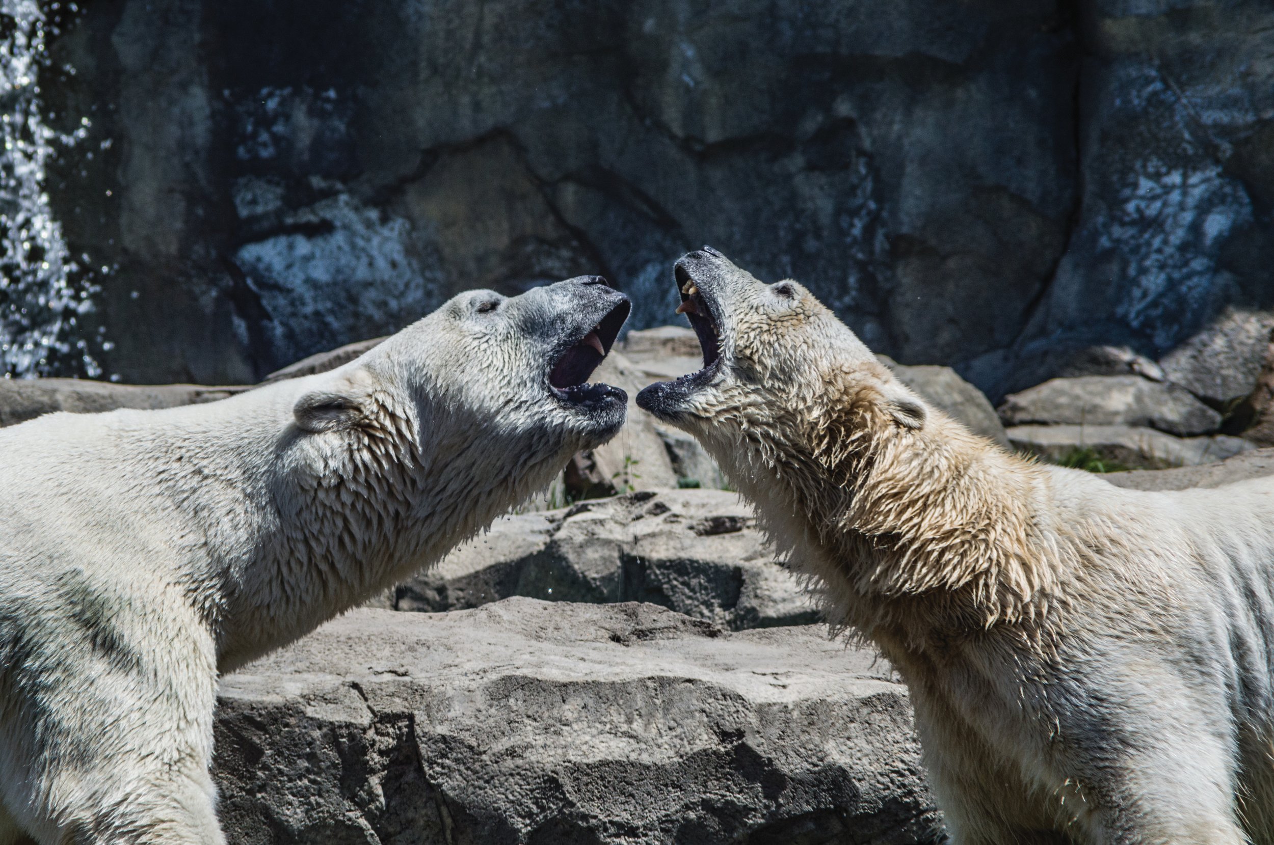 Polar Bear mating. Polar Bear Roar. White Polar Bear Roar. Бит животное.