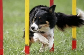 agility2.jpg