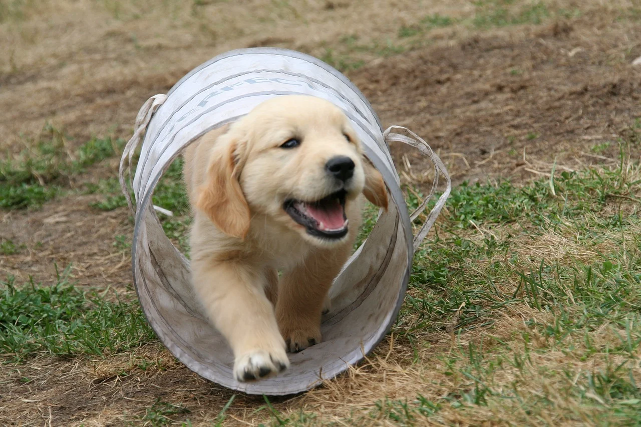 golden-retriever-puppy-2706681_1280.jpg