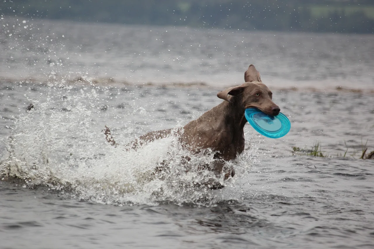 Frisbee.jpg