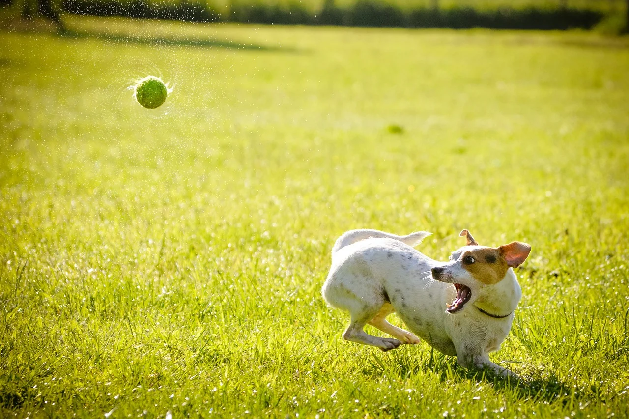 dog-1367297_1280.jpg