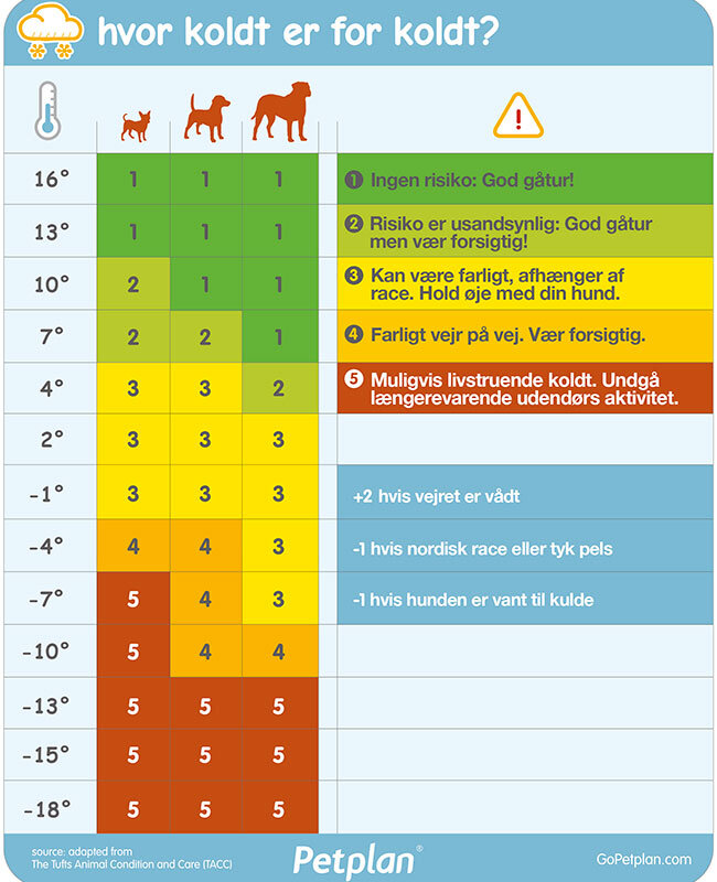 replika Repressalier Feje Hvor meget kulde kan din hund tåle? — Omsorg for dyr - hundemassage/Kranio  Sakral til dyr