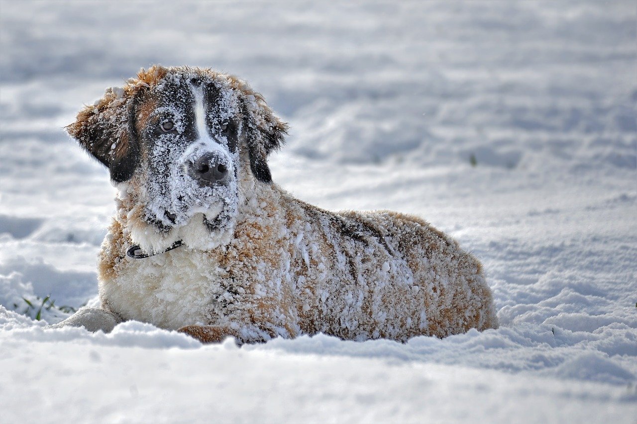 replika Repressalier Feje Hvor meget kulde kan din hund tåle? — Omsorg for dyr - hundemassage/Kranio  Sakral til dyr