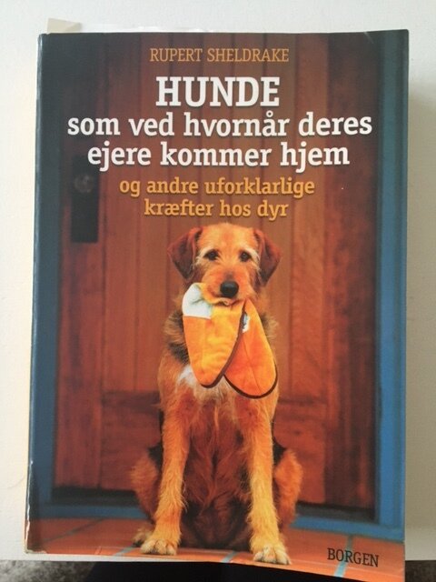 Hunde som ved hvornår deres ejere kommer hjem