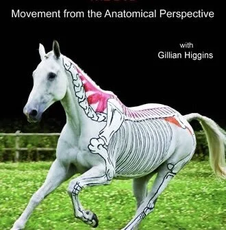 Gillian Higgins og heste inside out