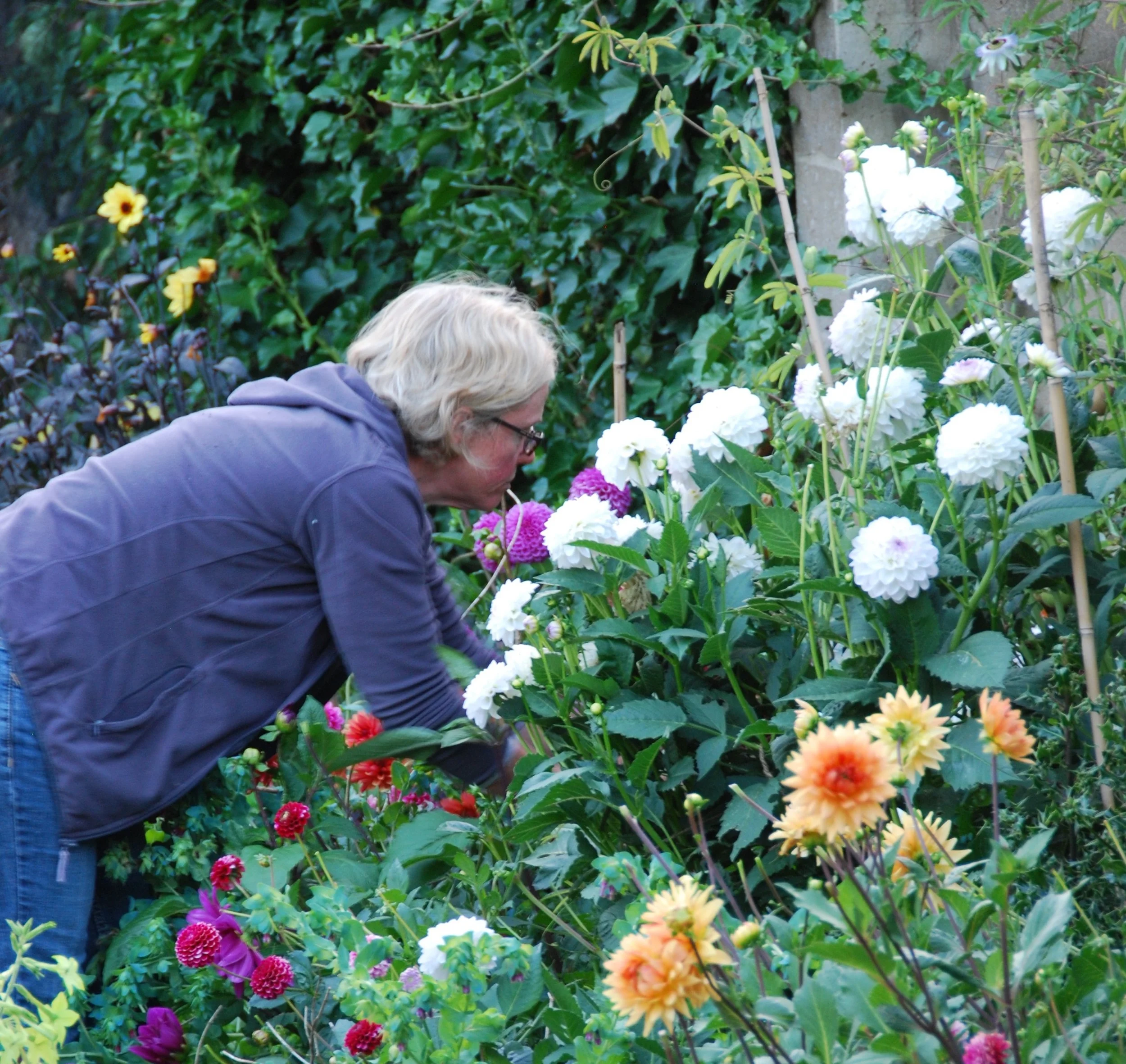 garden 2.jpg