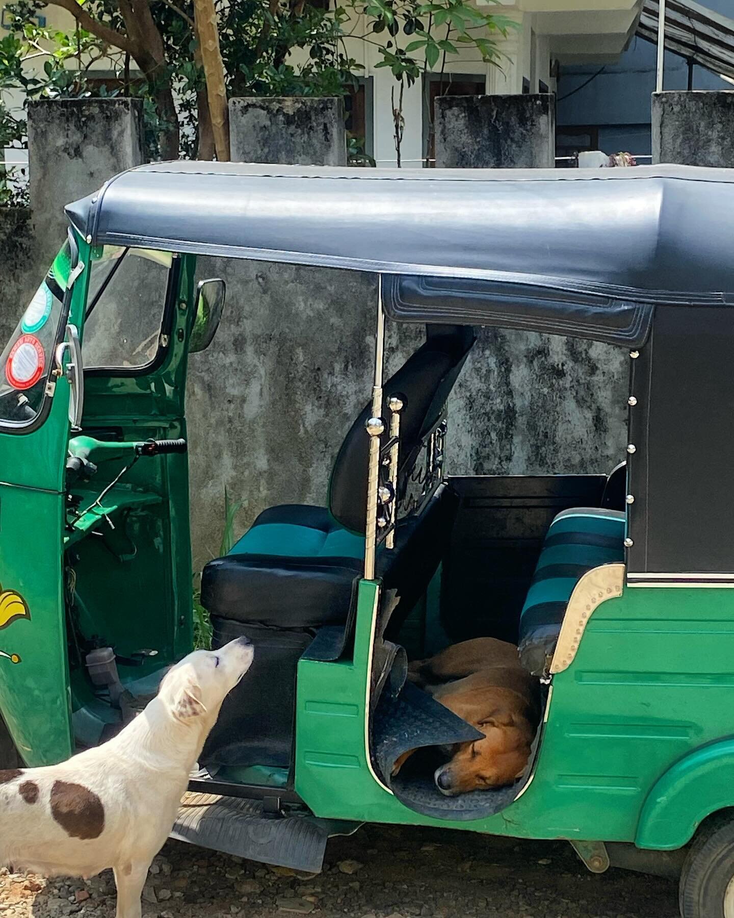 Dogs and Tuk Tuks. I always find it distressing seeing street dogs in the countries we visit. They&rsquo;re living a very different life to the ones our pampered hounds live. Whilst I want to scoop them all up and find them a home, the reality is mor