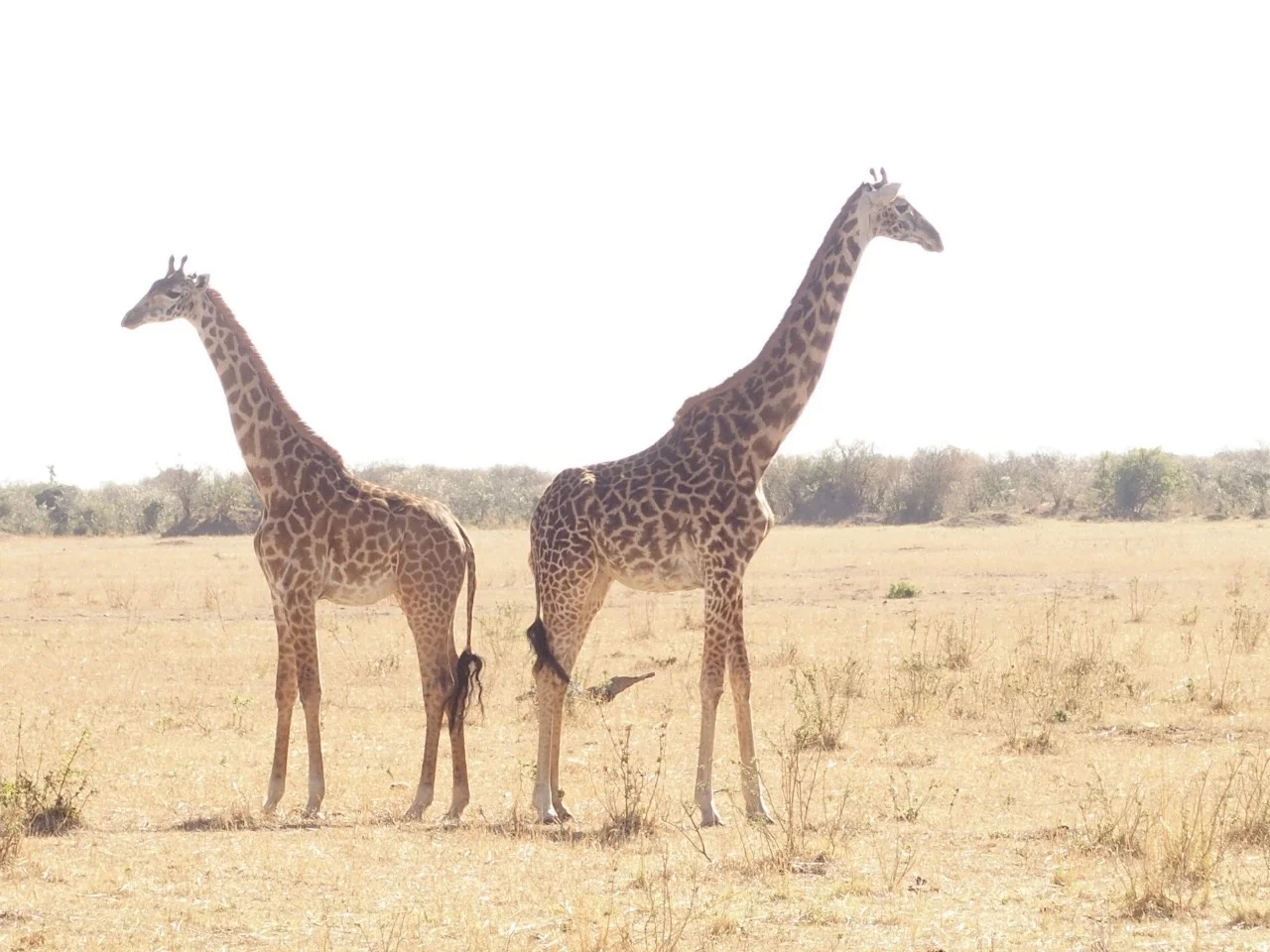22.1482600170.1-giraffes.jpeg