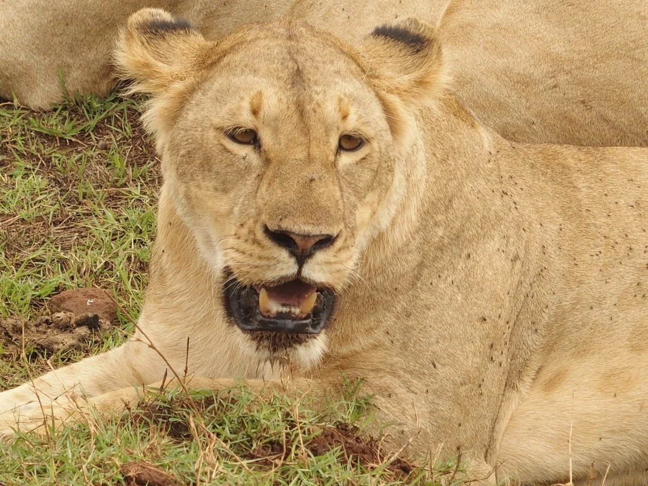 Part 10: Inside the Crater and a Treat in Arusha