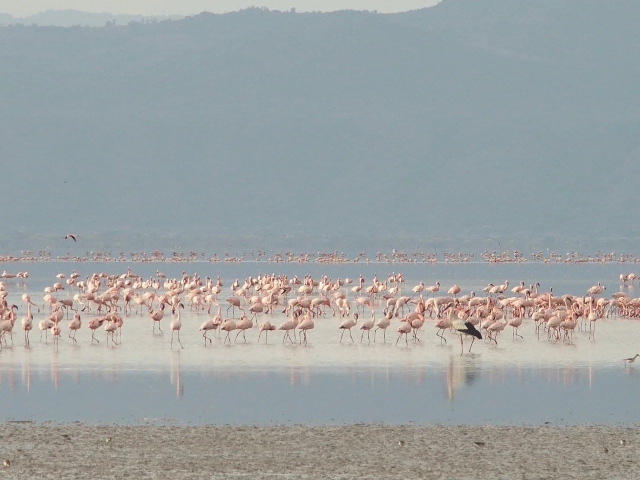 Part 8: The Trees of Tarangire & Birds of Lake Manyara