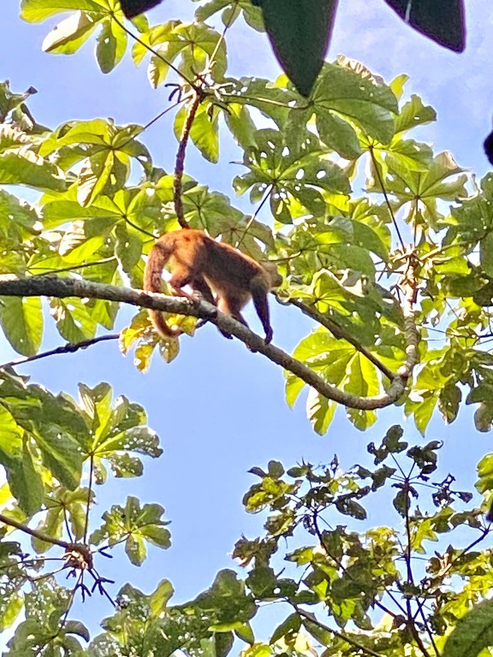 Brown capuchin monkey