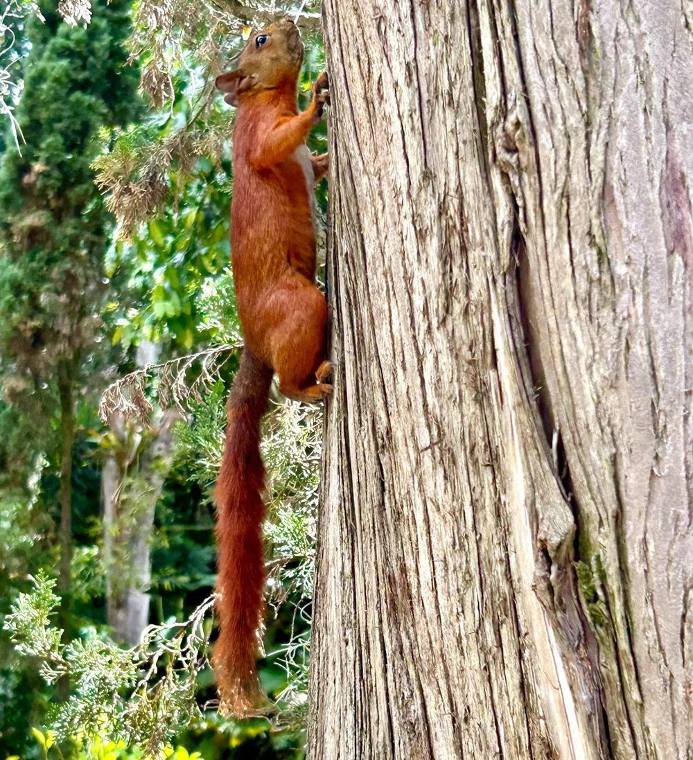 Red squirrel in El Castillo gardens