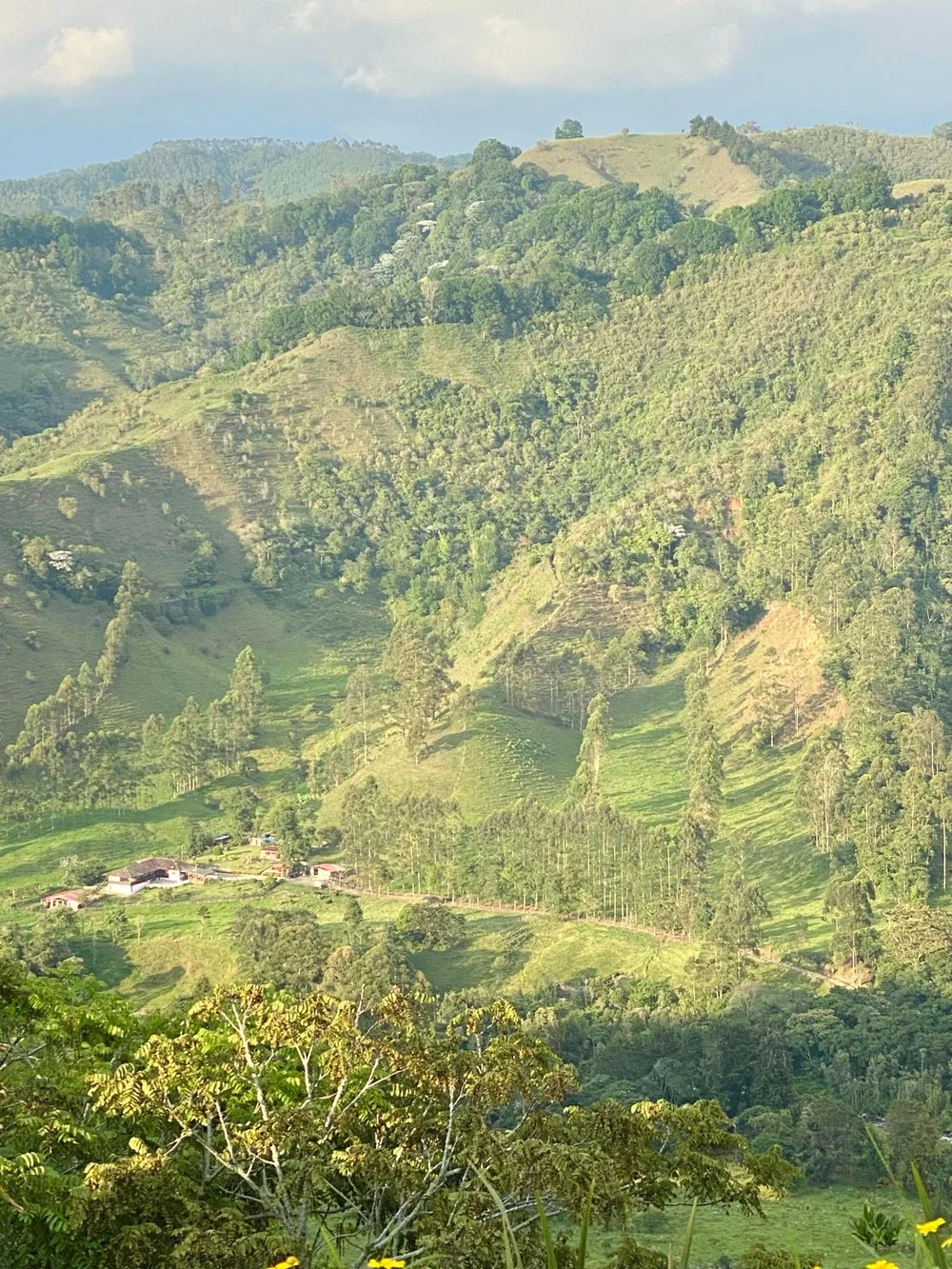 View of Cocora Valley