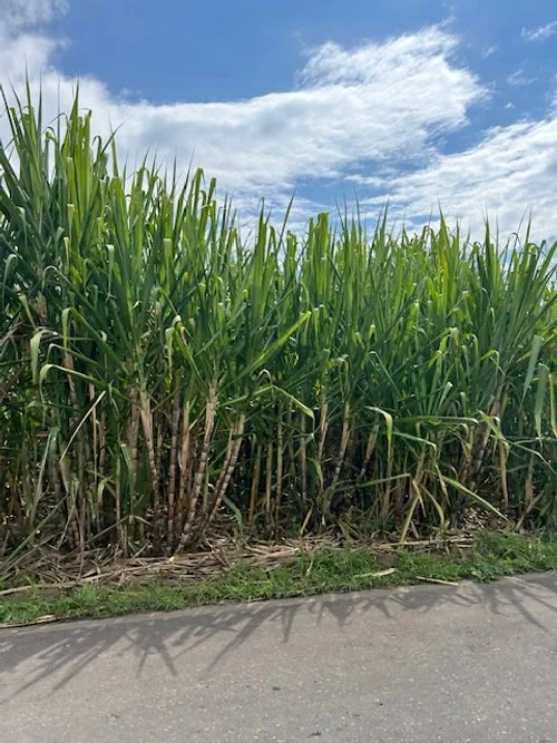 Sugar cane