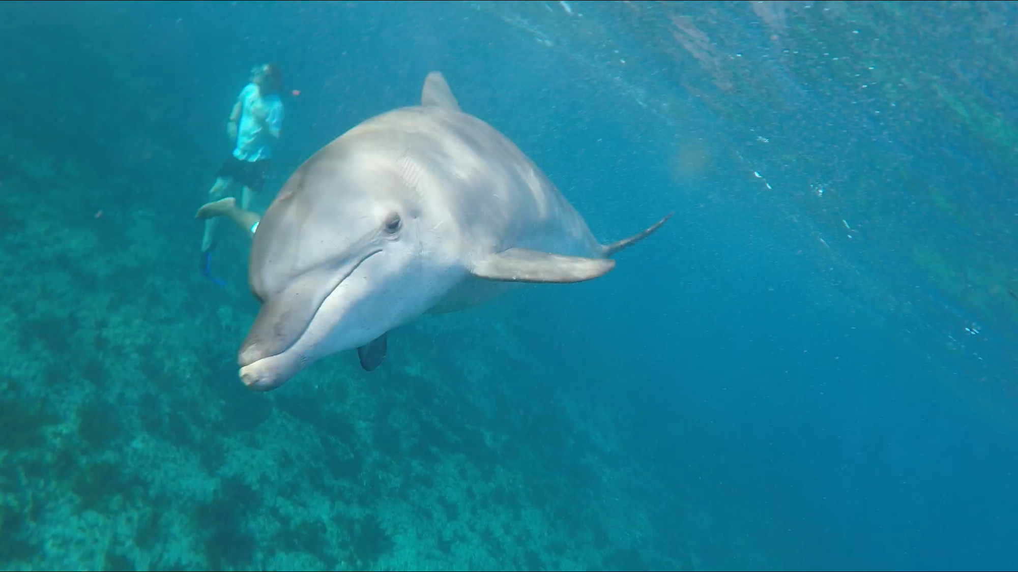 Dolphin closeup