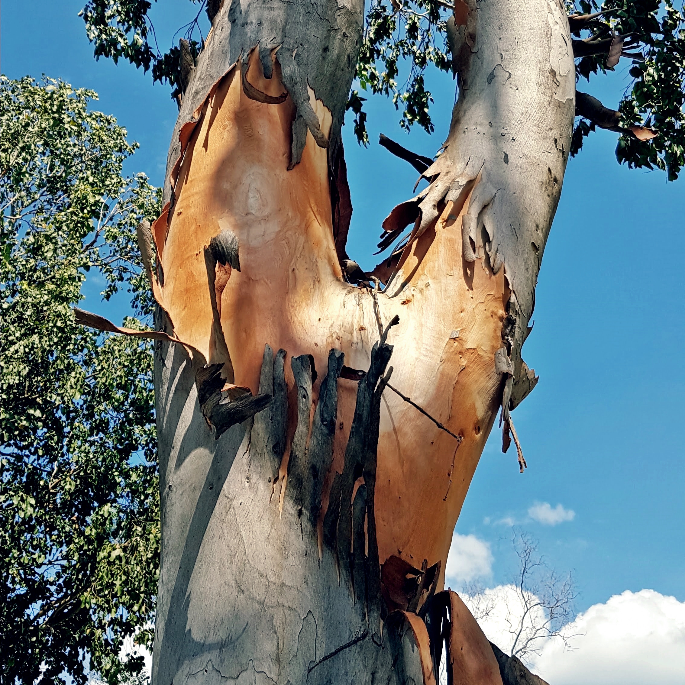 "People thinks I'm cold and wooden. Sometimes, that's because I have put on a different layer around my vulnerable heart. #MyNatureStory #ForestBathingDaySG2018 "