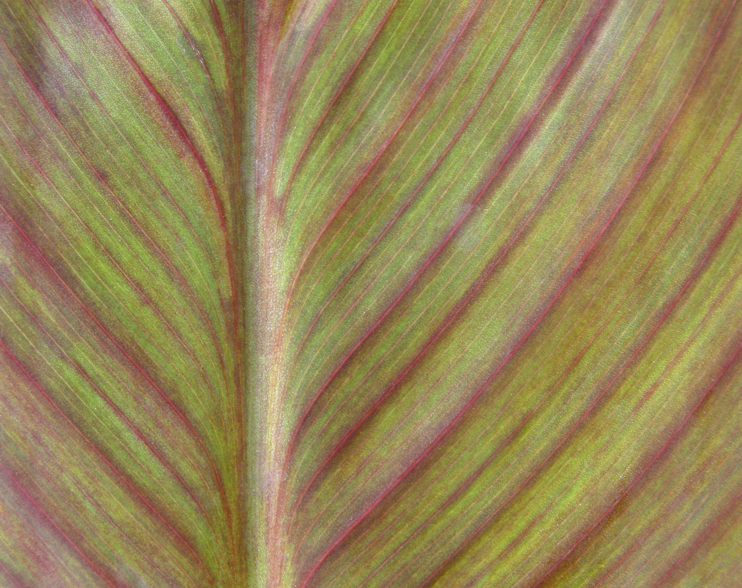 Forest bathing Wellness (open class), Singapore Botanic Gardens