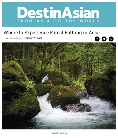 Forest bathing feature by Destin Asian