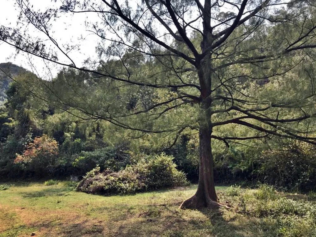 Forest Therapy Guide Training